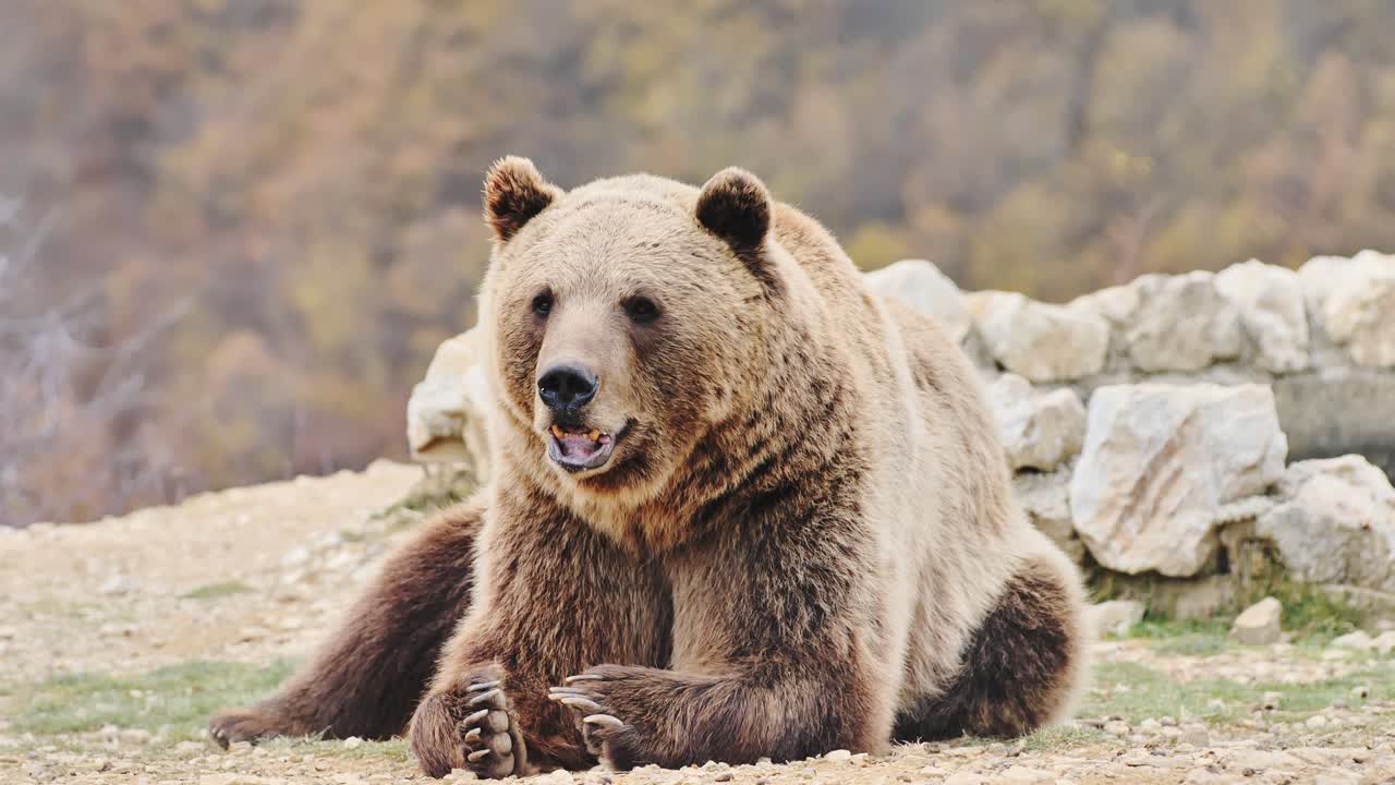 Orso catturato in un momento di pace nel parco di Pristina, incorniciato da una rustica collina autunnale.