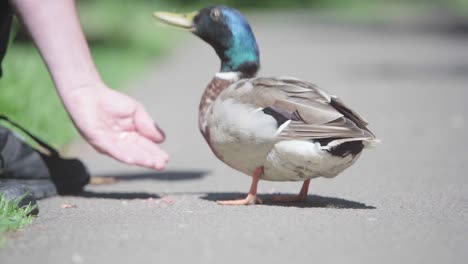 adult feeding a young duck bread crumbs from hand as it looks for more