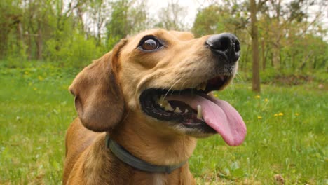 happy dachshund smiling and looking above the camera with its tongue lolling out of his mouth, then running out of the scene - 180 fps slow motion