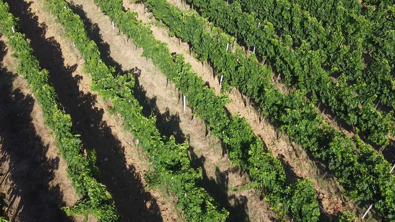 Vista aerea diagonale di un vigneto dalla forma perfetta nella zona del Chianti di Frescobaldi