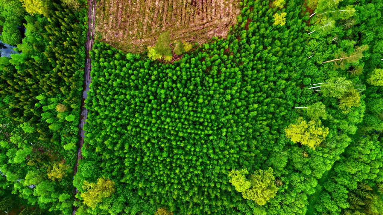 Lush green forest from above, dense trees form a natural, symmetrical pattern