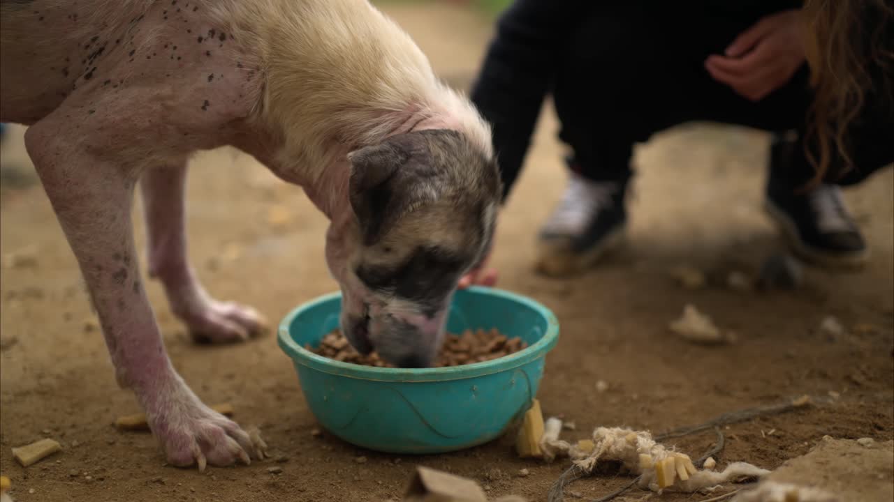 Ein geretteter Hund, der nach einer langen Zeit des Hungers Futter und Pflege erfährt