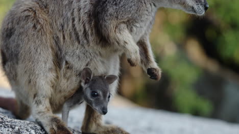 wallaby con joey en granite gorge en queensland, australia