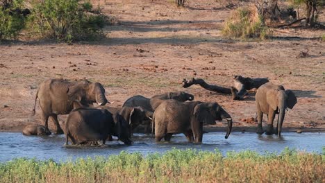 wide shot of a breeding herd of elephants drinking and playing in a waterhole in kruger national park