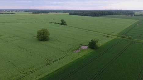 Strommastleitungen-In-Grünen-Landwirtschaftlichen-Feldern