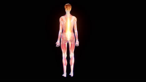 3d rendered medically accurate animation of a painful back