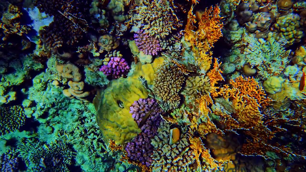 Vue rapprochée de formations coralliennes denses à Bali avec des textures de récifs vives, des structures ramifiées et une biodiversité marine tropicale. Un habitat sous-marin riche avec des motifs aquatiques abstraits.