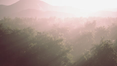 morning-fog-in-dense-tropical-rainforest