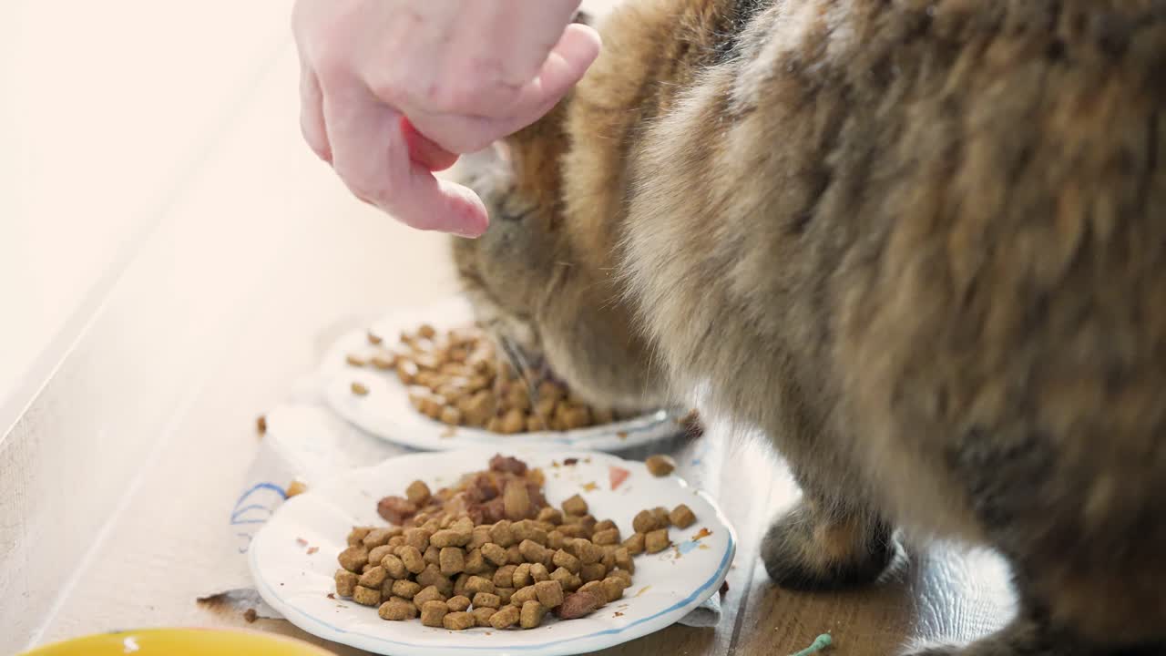 Eine getigerte Hauskatze mit langem Fell frisst von einem Teller, während eine menschliche Hand ins Bild kommt und mehr Katzenfutter hinzufügt. Natürliche Fütterungsroutine, die Tierpflege, Ernährung und alltägliche Interaktion zu Hause zeigt