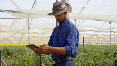 man using digital tablet in blueberry farm 4k