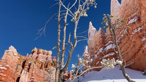 snowcapped red rocks in bryce canyon under a clear blue sky snowcapped red rocks in bryce canyon under a clear blue sky
