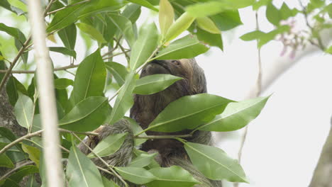 solitary brown throated three toed sloth reaching for succulent young leaves, close up