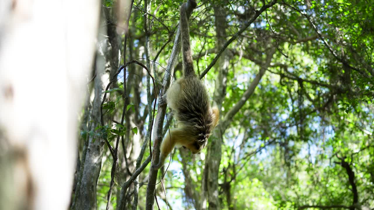 el mono de caray cuelga de su cola en una rama de árbol en la selva salvaje.