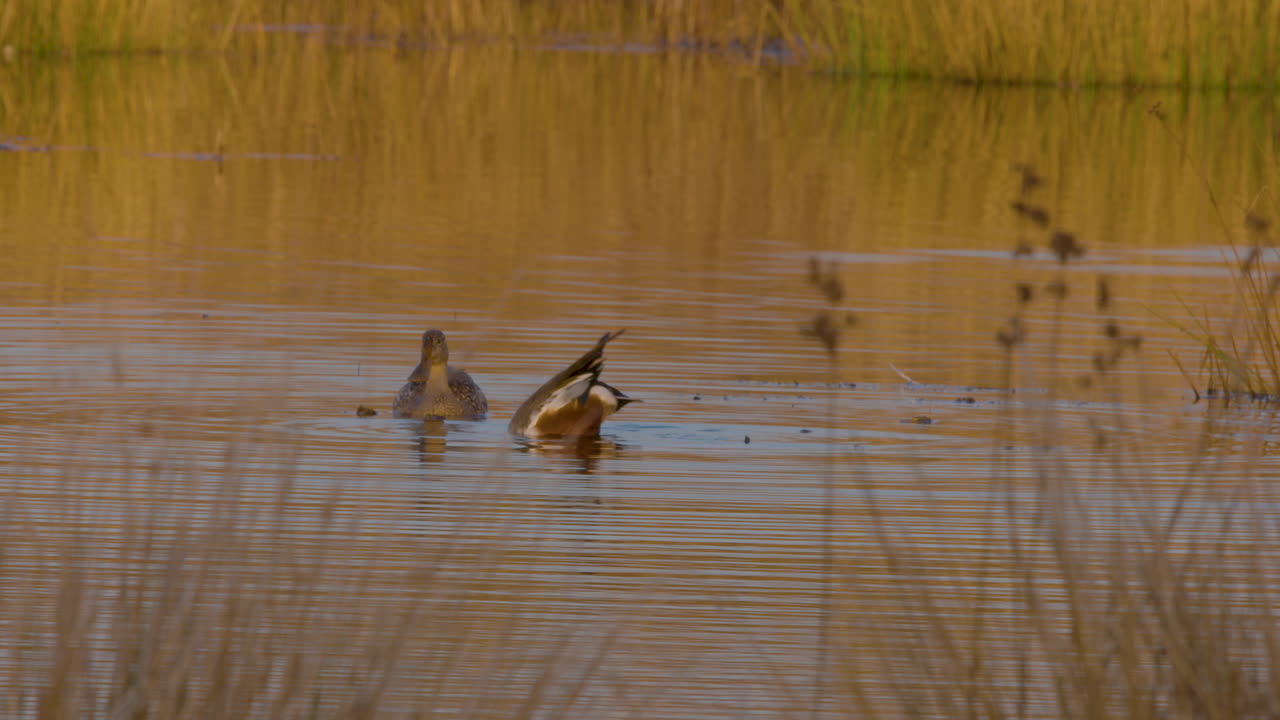 ducks in the wild in North Carolina