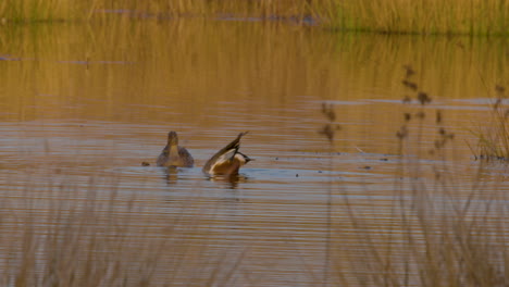 ducks in the wild in north carolina