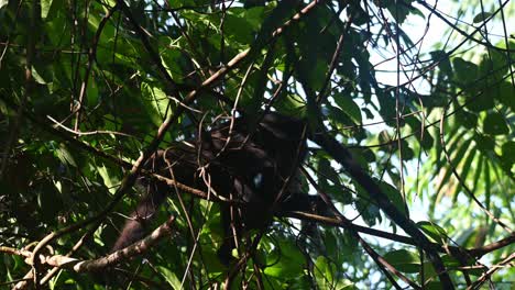 visto moviéndose hacia la izquierda en el espesor del bosque, el langur de bandas de robinson presbytis robinsoni, tailandia
