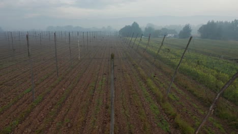 Toma-Panorámica-De-Un-Campo-De-Cultivo-De-Lúpulo-Brumoso-Vacío