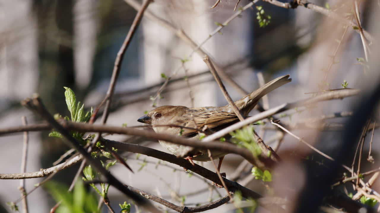 gorriones domésticos que se reproducen en un entorno urbano, aves que se aparean