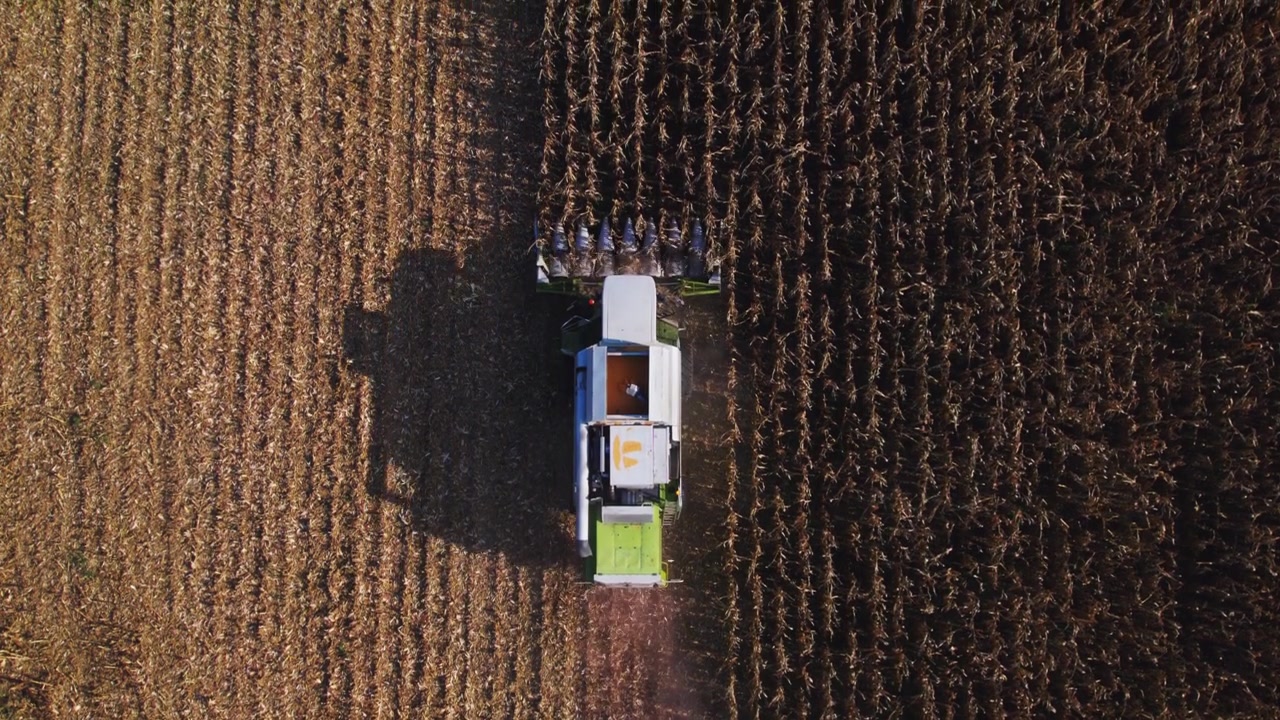 Ripresa con drone dall'alto di una mietitrebbia che taglia un campo di mais durante la stagione del raccolto in Slovenia.