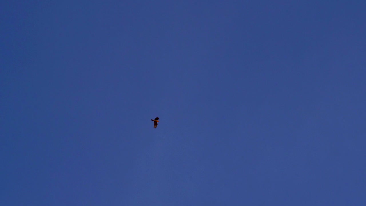 석양에 날아가는 외롭고 먼 치망고 카라카라의 슬로우 모션 샷