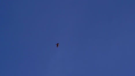 toma en cámara lenta de un chimango caracara solitario y distante volando al atardecer