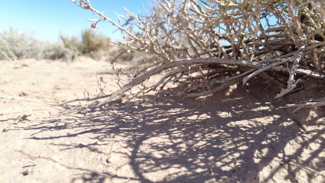 알제리 의 비스크라 사하라 의 건조 한 풍경