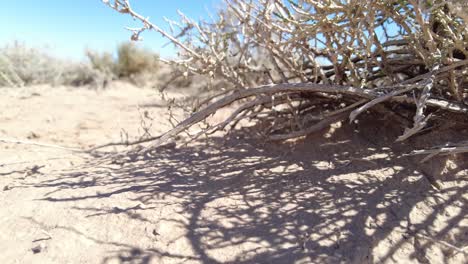 arid landscape in the sahara of biskra algeria