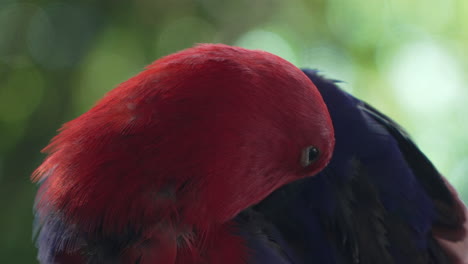 moluccan eclectus female parrot bird extreme close-up preening or grooming plamage under wings in wild forest of bali, indonesia