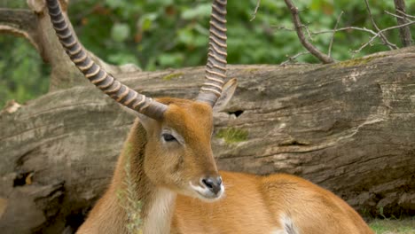 portrait of horned impala antelope lying amidst green european forest