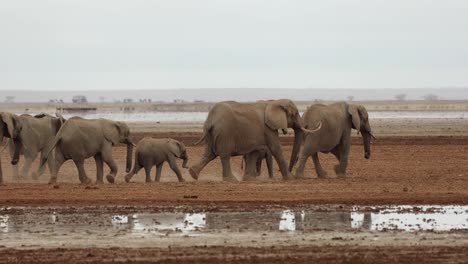 一群野生大象在肯尼亞阿姆博塞利國家公園 (amboseli national park) 走過浅水