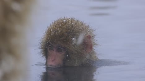 a baby monkey in hot spring in nagano japan