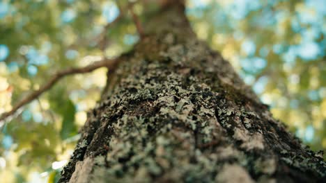 Weite-Aufnahme-Im-Wald,-Mit-Dem-Stamm-Im-Vordergrund,-Dolly-Auf-Dem-Baum,-Eiche-Mit-Geöffneten-Blättern