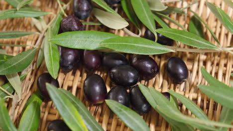 Raw-organic-olives-and-branches-leaves-after-harvest,-ready-for-extra-virgin-oil