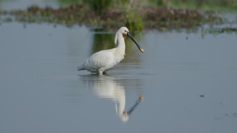 white long legged spoonbill chasing prey in pond with long flat beak - full shot