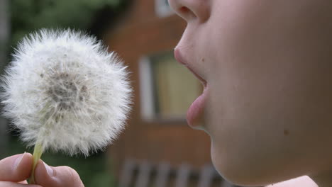 child blowing a dandelion