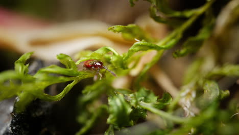 Chinche-Del-Arce-Negundo,-Rhopalidae,-En-El-Bosque-De-Verano