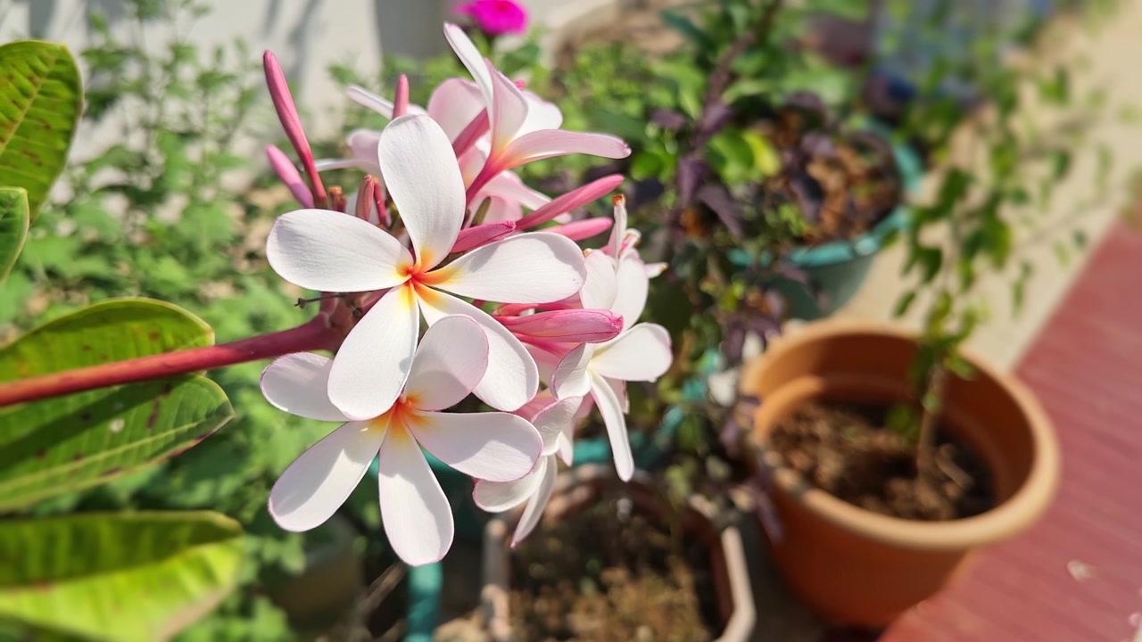 Ripresa a 360 gradi di plumeria rosa o rossa