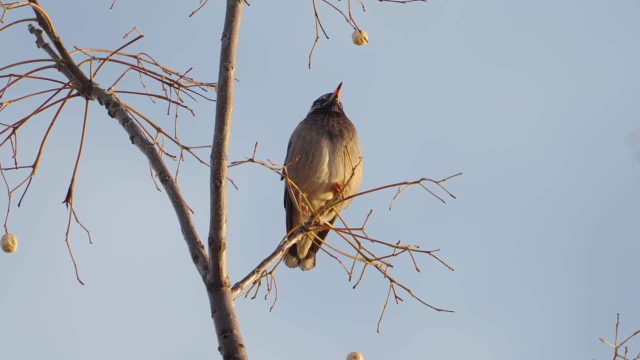 hermoso pájaro estornino de mejillas blancas descansando en una pequeña rama de árbol durante el día en tokio, japón