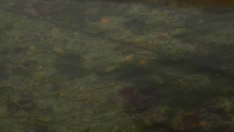 Looking-through-shallow-seawater-to-show-the-seabed