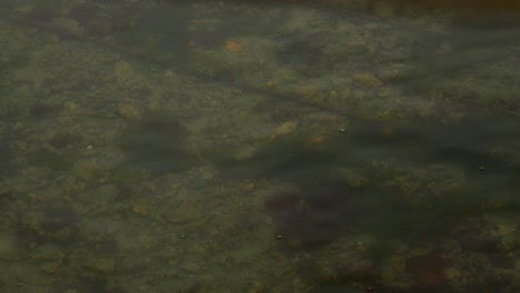 mirando a través del agua marina poco profunda para mostrar el fondo marino