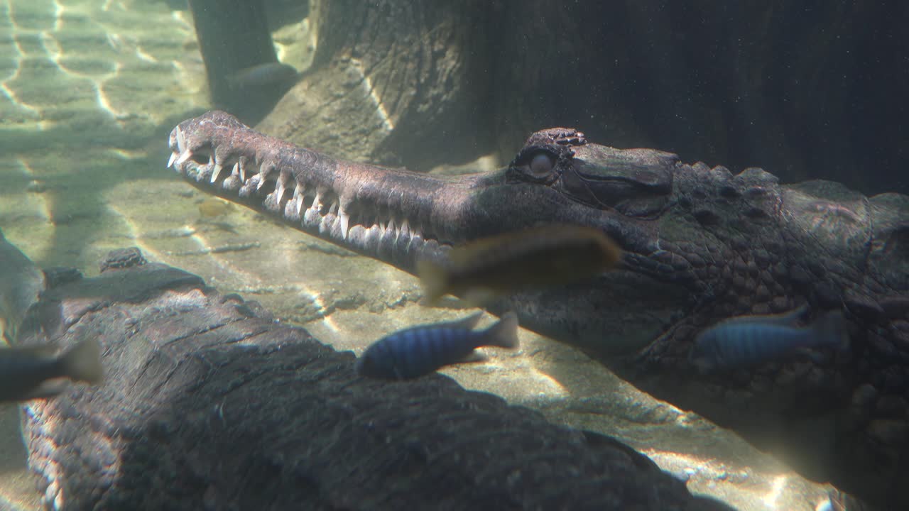 False Gharial Sleeping Underwater While Small Fish Swim By in Peaceful Freshwater Scene