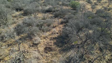 Aerial-video-following-a-single-turkey-running-through-trees