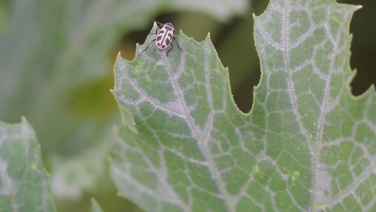 primer plano de un insecto astylus atromaculatus en una planta de calabacín