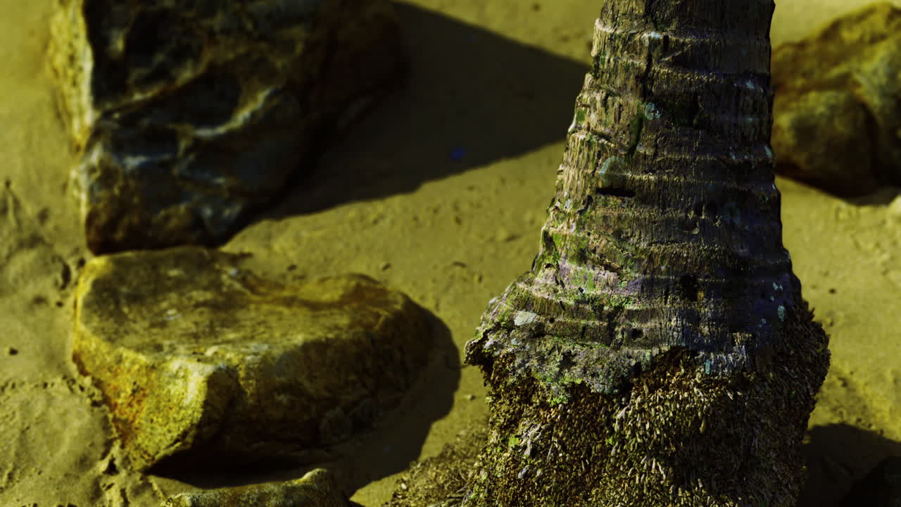 Textured palm tree trunk surrounded by rocks on sandy beach shore