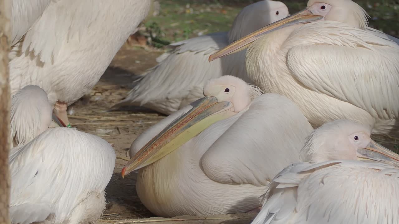 Pelican Group
