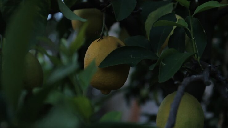 limones en un árbol