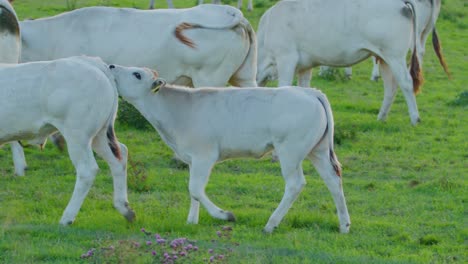 Nahaufnahme-Eines-Entzückenden-Kalbes,-Das-Neben-Einem-Anderen-Kalb-Läuft