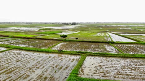 Fly-Over-vast-Rice-fields-and-water-buffalos-In-Hoi-An,-Quang-Nam,-Vietnam