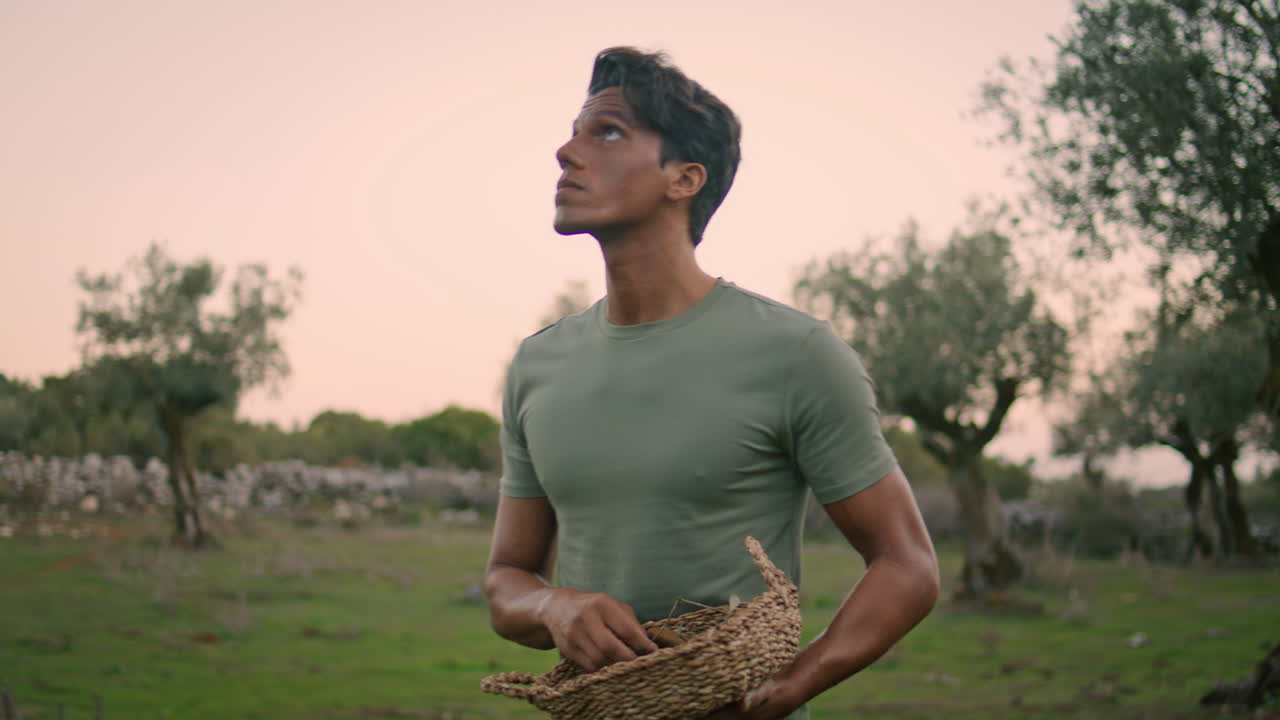 피곤한 사람 수확 해가 지는 자연 클로즈업 평온한 노동자 올리브를 수직으로 재배하는