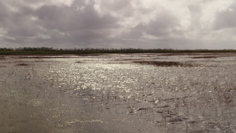 tranquil swamp landscape under cloudy skies
